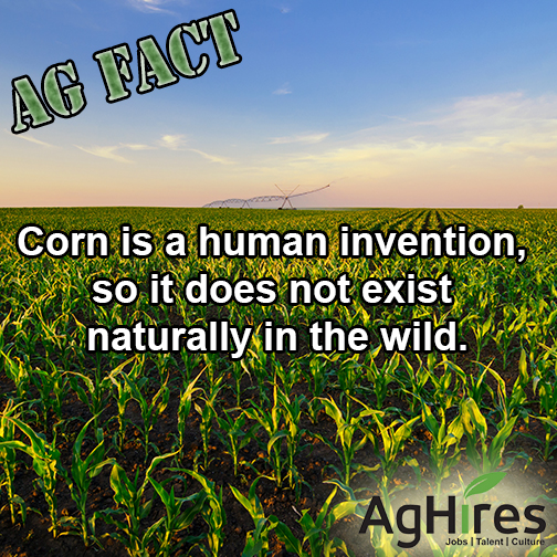 Corn is a Human Invention